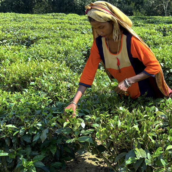 Redis Agrotech Pvt. Ltd