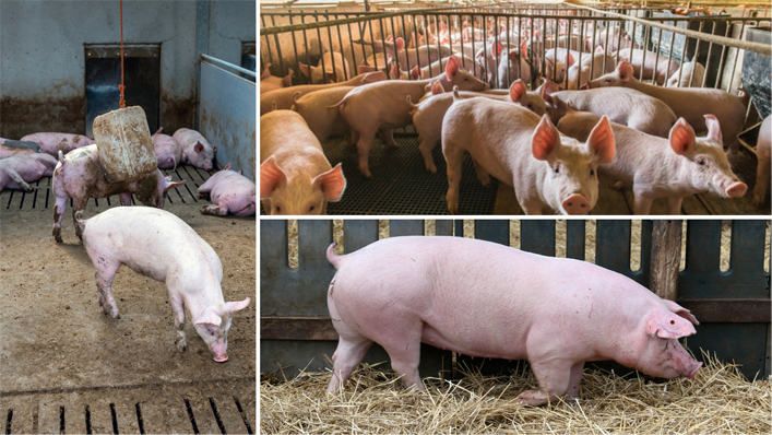 Piggery Development
