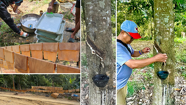 Rubber Farming
