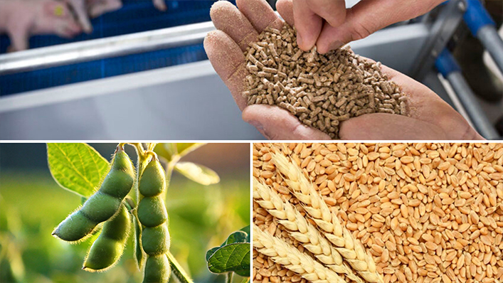 Feed Crop Production (Soya and Wheat)