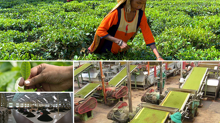 Tea Production and Cultivation