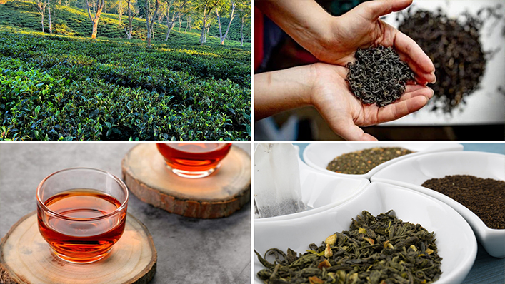 Orthodox Tea Production