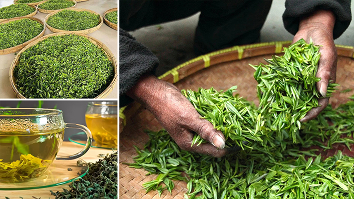 Green Tea Production