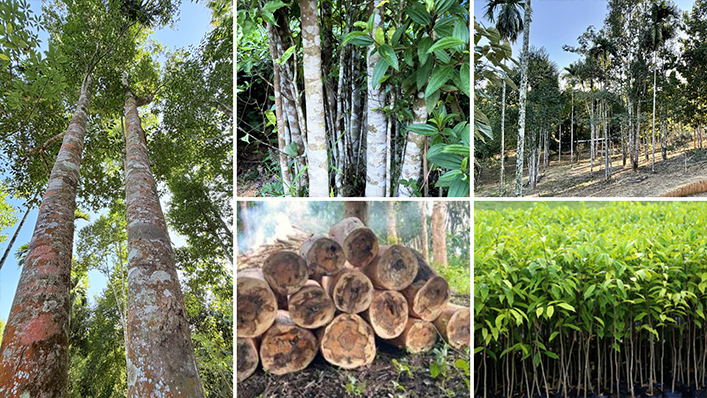Agar-wood Farming